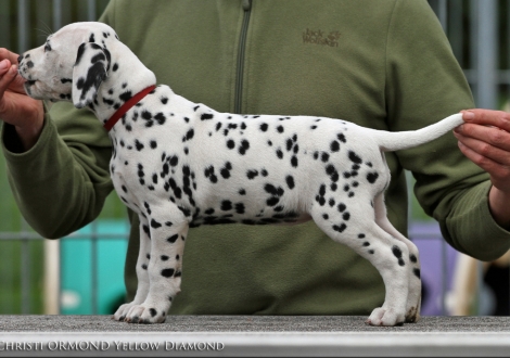 Christi ORMOND Yellow Diamond, Hündin | Farbschlag weiss - schwarz