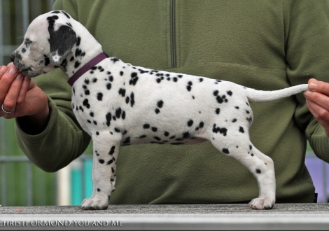 Christi ORMOND You and Me, Hündin | Farbschlag weiss - schwarz