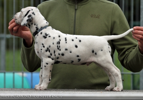 Christi ORMOND You never Know, Rüde | Farbschlag weiss - schwarz