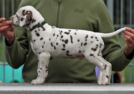Christi ORMOND Young Blood, Rüde | Farbschlag weiss - braun 