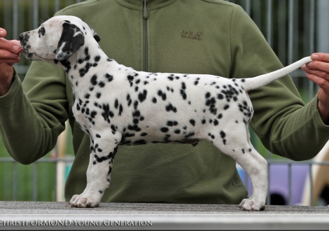 Christi ORMOND Young Generation, Rüde | Farbschlag weiss - schwarz