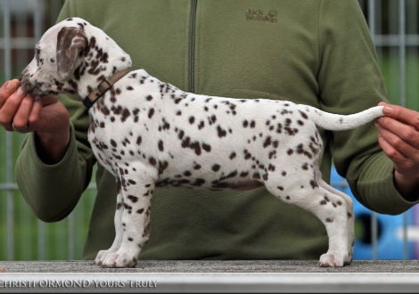 Christi ORMOND Yours Truly, Hündin | Farbschlag weiss - braun