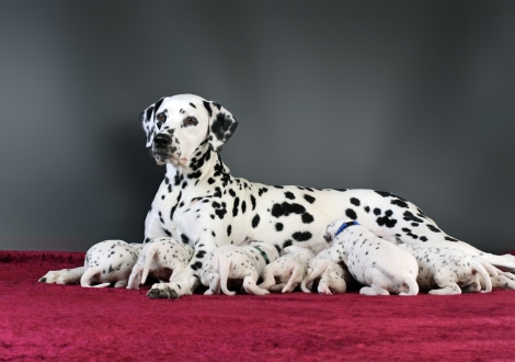 Christi ORMOND Real Diamond with her Christi ORMOND Y - Litter 3rd week of life