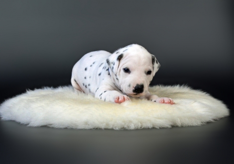 Male | colour white - black (collar blue)