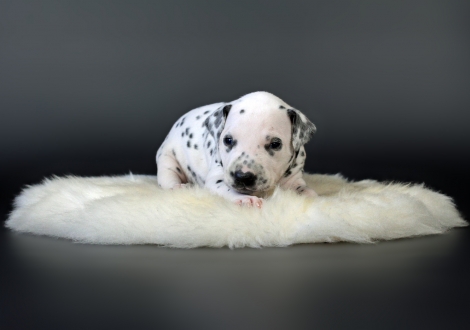 Male | colour white - black (collar grey)