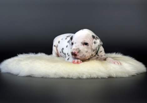 Male | colour white - liver (collar green)