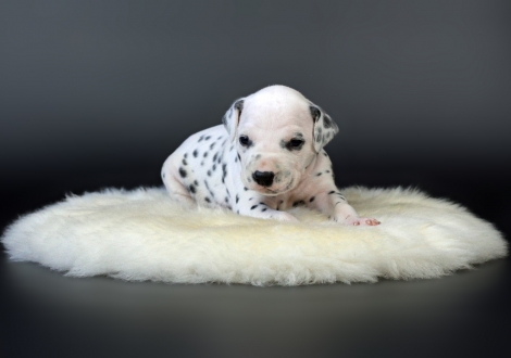 Male | colour white - black (collar black)