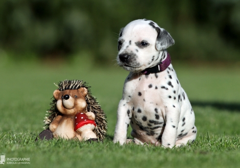 Female | colour white - black (collar purple)