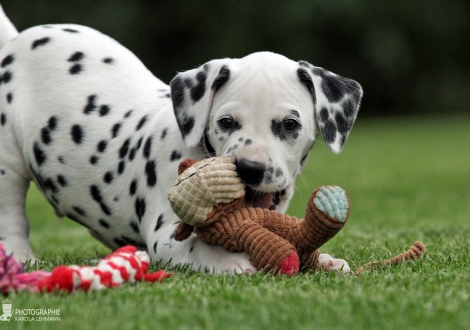 Christi ORMOND Yankee Doodle, male | colour white - black (collar black)