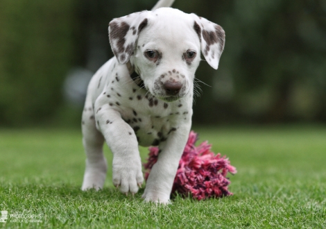 Christi ORMOND Years of Glory, male | colour white - liver (collar brown)