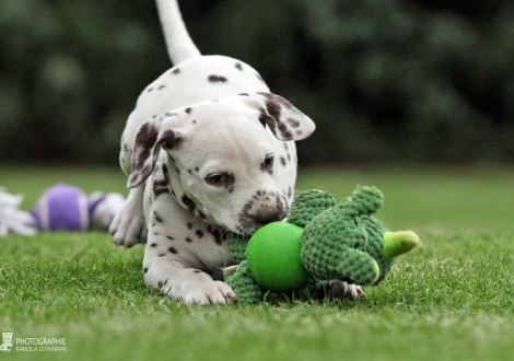 Christi ORMOND Years of Glory, male | colour white - liver (collar brown)