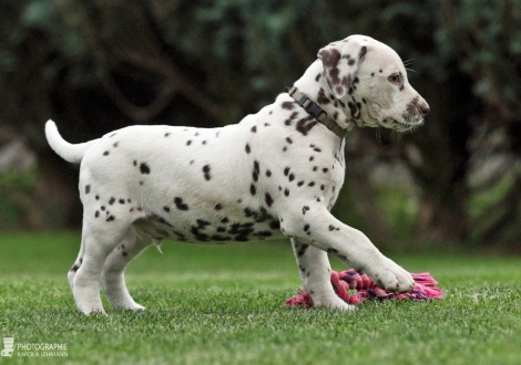 Christi ORMOND Years of Glory, male | colour white - liver (collar brown)