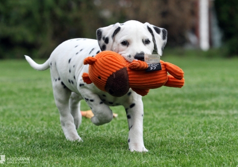 Christi ORMOND You never Know, male | colour white - black (collar blue)