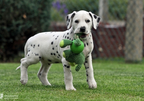 Christi ORMOND You never Know, male | colour white - black (collar blue)