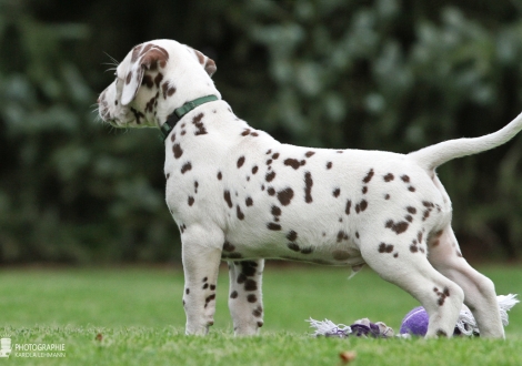 Christi ORMOND Young Blood, male | colour white - liver (collar green)