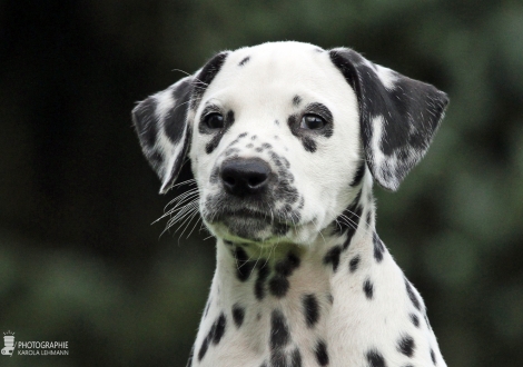 Christi ORMOND Young Generation, male | colour white - black (collar grey)