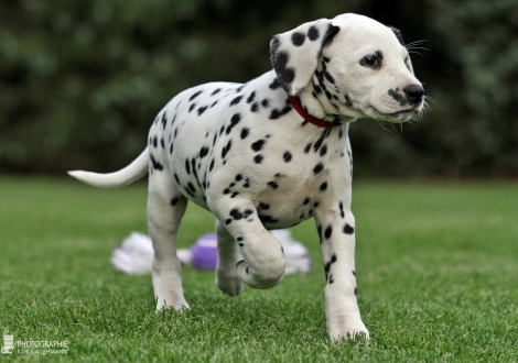 Christi ORMOND Yellow Diamond, female | colour white - black (collar red)