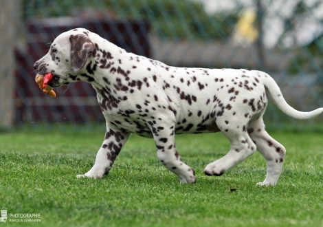 Christi ORMOND Yours Truly, female | colour white - liver (collar pink)