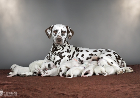 Dalmatian Dream for ORMOND vom Teutoburger Wald (called Mocha Junior) with her Christi ORMOND Z - Litter 1st week of life