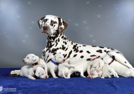 Dalmatian Dream for ORMOND vom Teutoburger Wald (called Mocha Junior) with her Christi ORMOND Z - Litter 2nd week of life