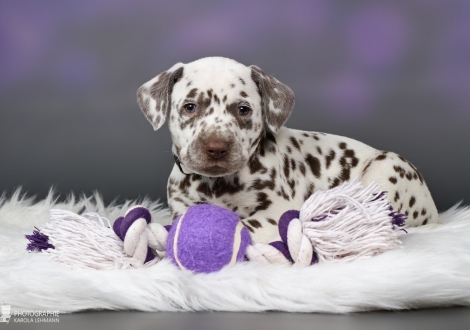 Male | colour white - liver (collar gray)