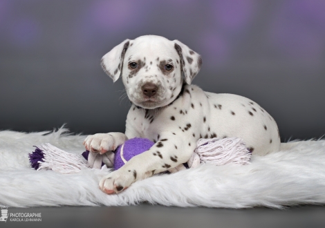 Female | colour white - liver (collar purple)