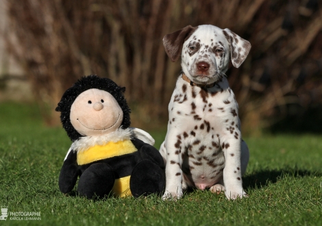 Christi ORMOND Zoom Closer, Male | colour white - liver (collar beige)