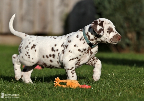 Christi ORMOND Zeppelin Flight, Male | colour white - liver (collar light blue)