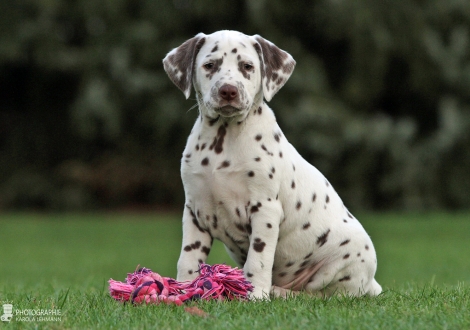 Christi ORMOND Zion's Eternal Glory for McGlade, Male | colour white - liver (collar brown)