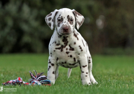 Christi ORMOND Zone Defense, Male | colour white - liver (collar green)