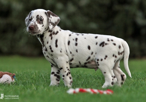 Christi ORMOND Zone Defense, Male | colour white - liver (collar green)