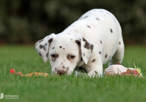 Christi ORMOND Zeal for Liberty, Female | colour white - liver (collar red)