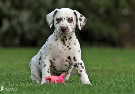 Christi ORMOND Zenith of Fame, Female | colour white - liver (collar purple)