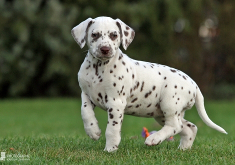 Christi ORMOND Zenith of Fame, Female | colour white - liver (collar purple)