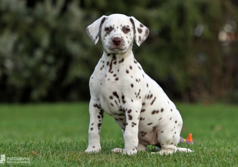 Christi ORMOND Zenith of Fame, Female | colour white - liver (collar purple)