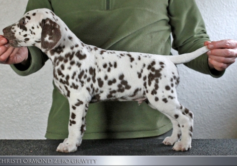 Christi ORMOND Zero Gravity, Male | colour white - liver