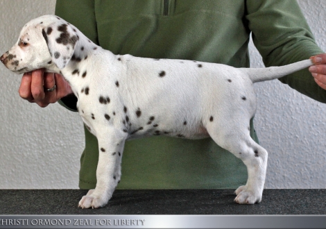 Christi ORMOND Zeal for Liberty, Female | colour white - liver