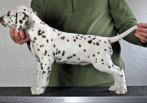 Christi ORMOND Zenith of Fame, Female | colour white - liver