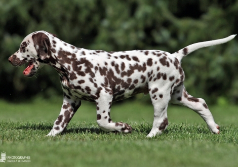 Christi ORMOND Always admire me, Rüde | Farbschlag weiss - braun (Halsband Blau)
