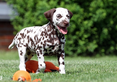 Christi ORMOND Amor able to fly, Rüde | Farbschlag weiss - braun (Halsband Grau)