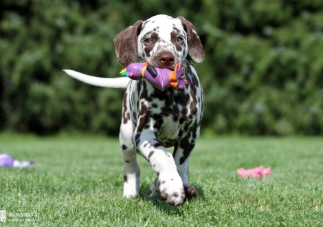 Christi ORMOND Amor able to fly, Rüde | Farbschlag weiss - braun (Halsband Grau)