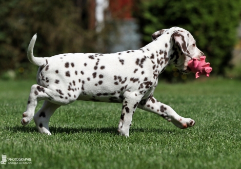 Christi ORMOND Arise and shine, Hündin | Farbschlag weiss - braun (Halsband Rot)