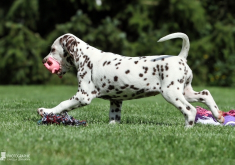 Christi ORMOND Arise and shine, Hündin | Farbschlag weiss - braun (Halsband Rot)