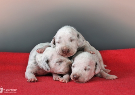 Impression Christi ORMOND AA - Litter 1st week of life - males -