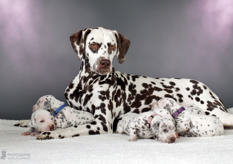 Christi ORMOND Release Me (called Ènia) with her Christi ORMOND AA - Litter 2nd week of life