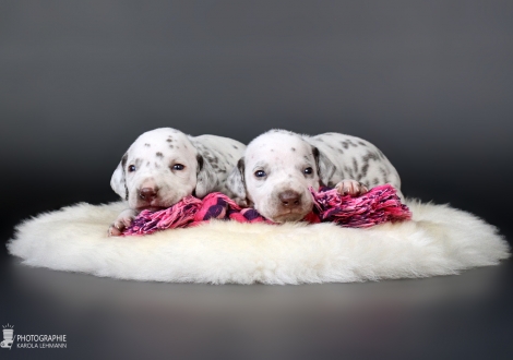 Female | colour white - liver (collar purple) and male | colour white - liver (collar blue)