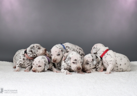 Impression Christi ORMOND AA - Litter 2nd week of life