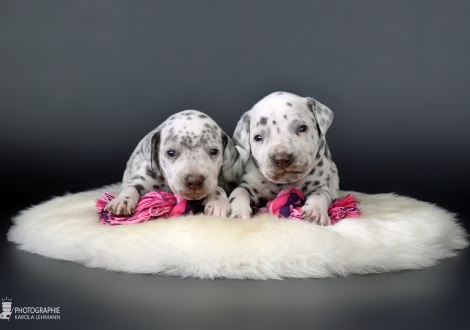 Female | colour white - liver (collar pink) and male | colour white - liver (collar green)