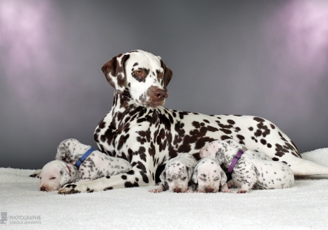 Christi ORMOND Release Me (called Ènia) with her Christi ORMOND AA - Litter 2nd week of life