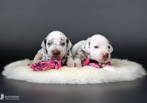 Male | colour white - liver (collar gray) and female | colour white - liver (collar red)
